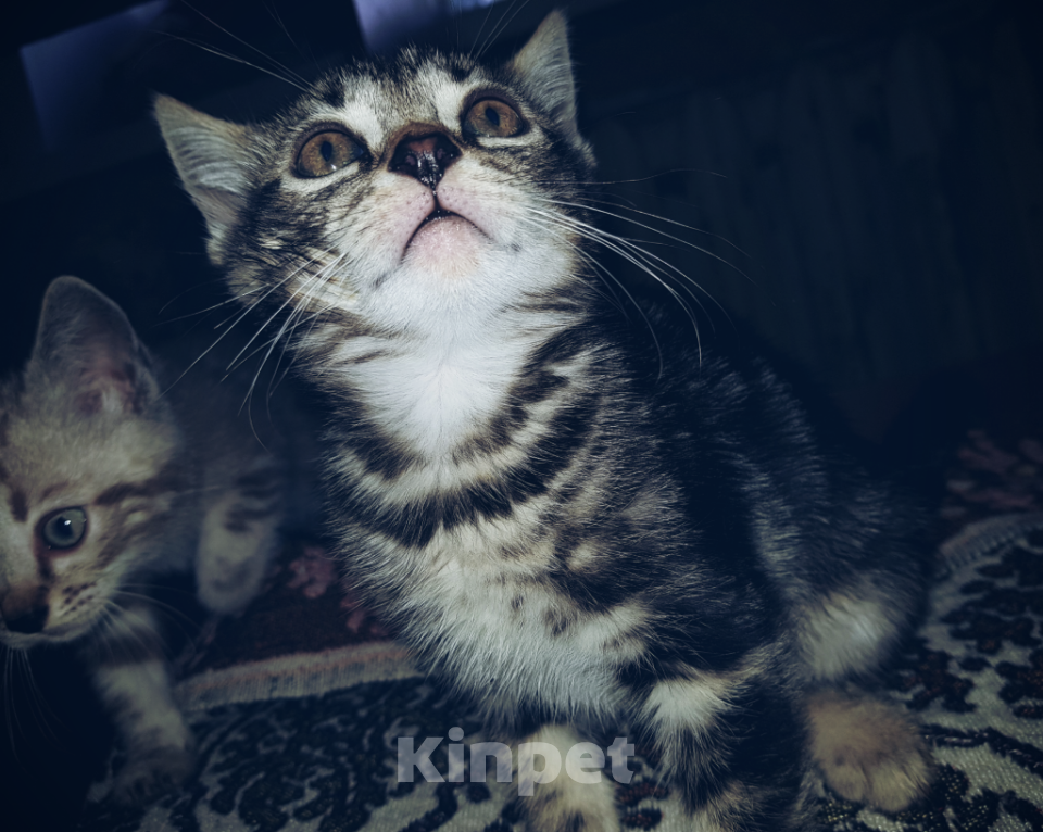 Кошки в Туле: Бенгальский котёнок мрамор на серебре Девочка, 7 000 руб. - фото 2