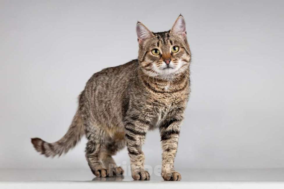 Кошки в Москве: Красавица Карамель ищет дом. Девочка, Бесплатно - фото 3