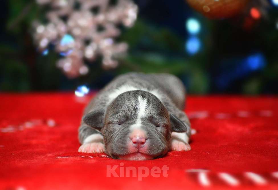 Собаки в Москве: Девочки амстафф Девочка, 50 000 руб. - фото 1