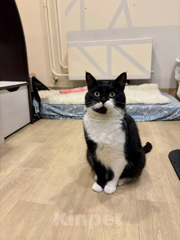 Кошки в Королеве: Фармина кошка радость Девочка, Бесплатно - фото 3