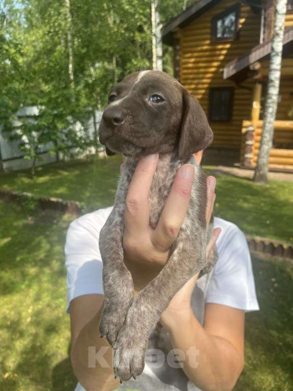 Собаки в других городах Московской области: Щенки куцхара Мальчик, 10 000 руб. - фото 4