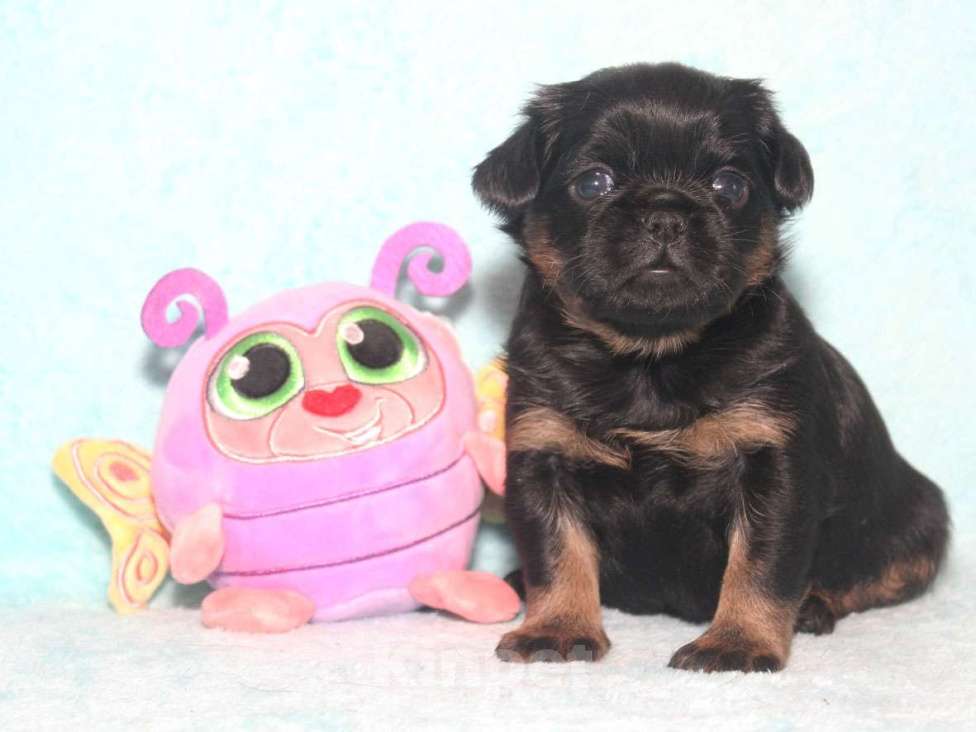 Собаки в Санкт-Петербурге: Маленькая принцесса Девочка, 80 000 руб. - фото 8