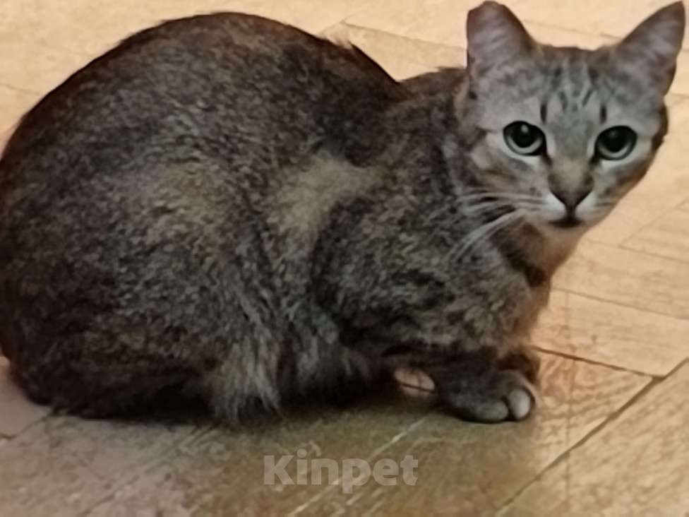 Кошки в Санкт-Петербурге: Ксюша Девочка, 500 руб. - фото 4