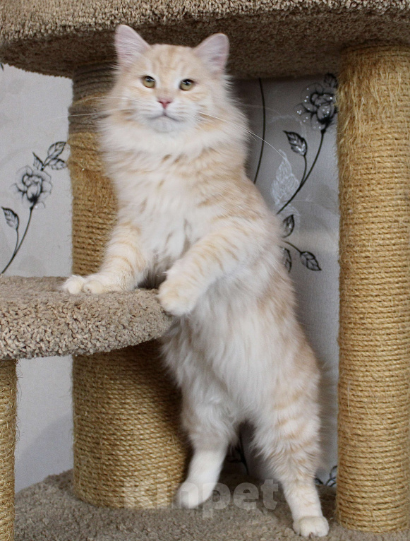 Кошки в Тюмени: Сибирский котёнок Мальчик, 35 000 руб. - фото 2