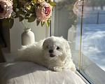 Собаки в Москве: Мальтезе мини девочка, 5 мес, 1 кг Девочка, 90 000 руб. - фото 3