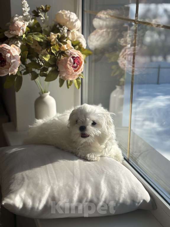 Собаки в Москве: Мальтезе мини девочка, 5 мес, 1 кг Девочка, 90 000 руб. - фото 3