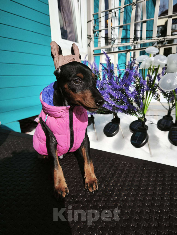 Собаки в Москве: цвергпинчер щенок Мальчик, 50 000 руб. - фото 1