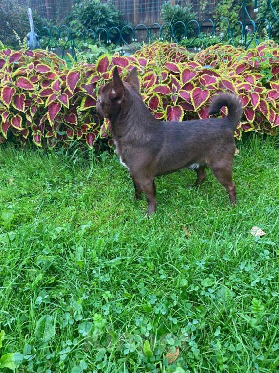 Собаки в Москве: Чихуахуа-   Чудесный  Мальчик Мальчик, 15 000 руб. - фото 2