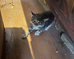 Кошки в Люберцах: Отдам котят Мальчик, Бесплатно - фото 2