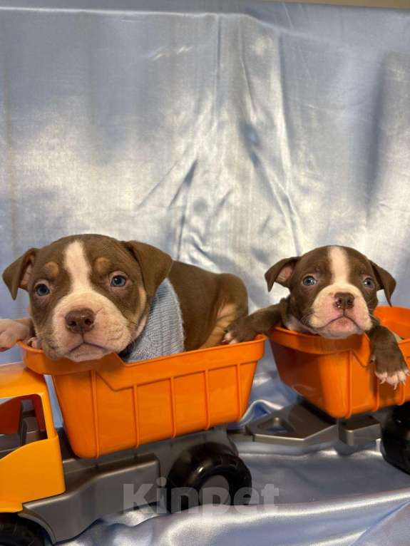 Собаки в Москве: Американский булли  Мальчик, 100 000 руб. - фото 2