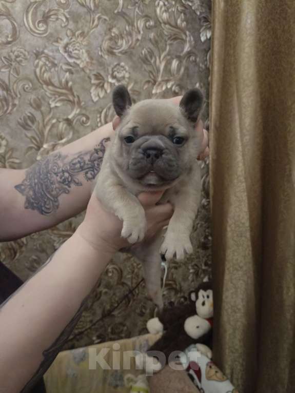 Собаки в Москве: Французский бульдог Мальчик, Бесплатно - фото 7