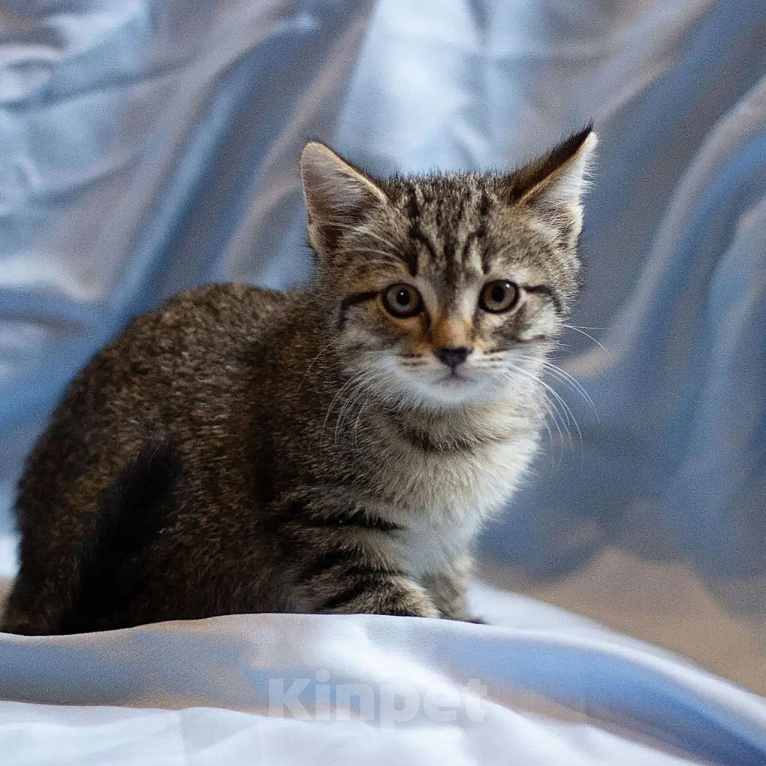 Кошки в других городах Московской области: Котенок в добрые руки Девочка, 1 руб. - фото 4