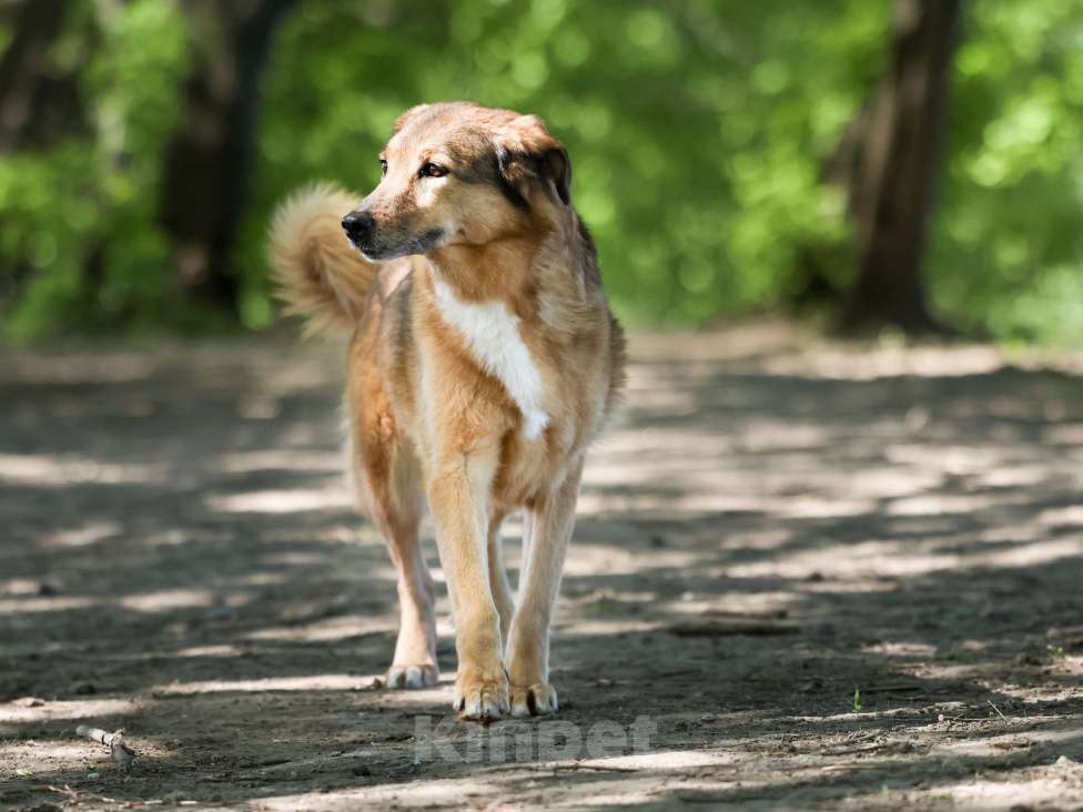 Собаки в Москве: Пожилая собака в добрые руки Девочка, Бесплатно - фото 7