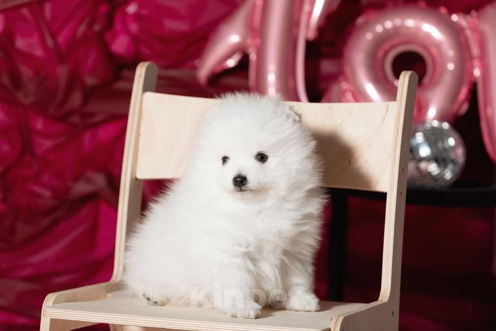 Собаки в Новосибирске: Щенки японского шпица Мальчик, 80 000 руб. - фото 5