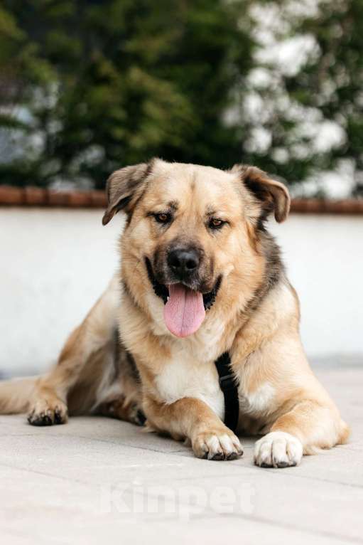 Собаки в Москве:  Дынька — это доброта, ставшая собакой! Мальчик, Бесплатно - фото 6