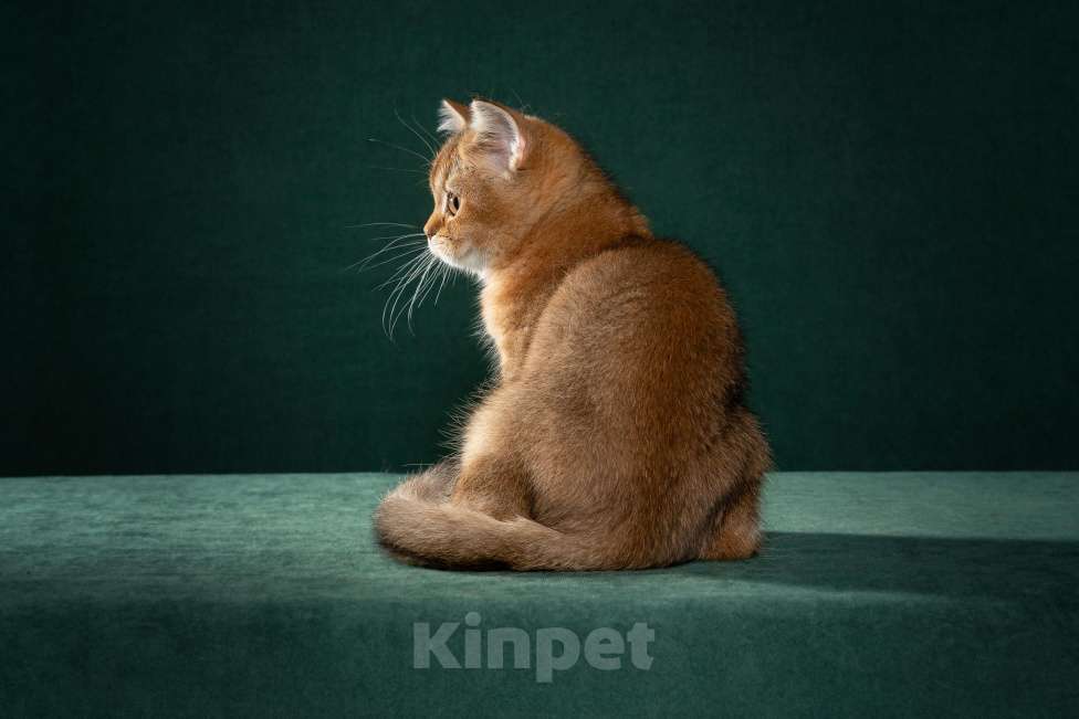 Кошки в Екатеринбурге: Шотландская красавица и игрунья Девочка, 50 000 руб. - фото 2