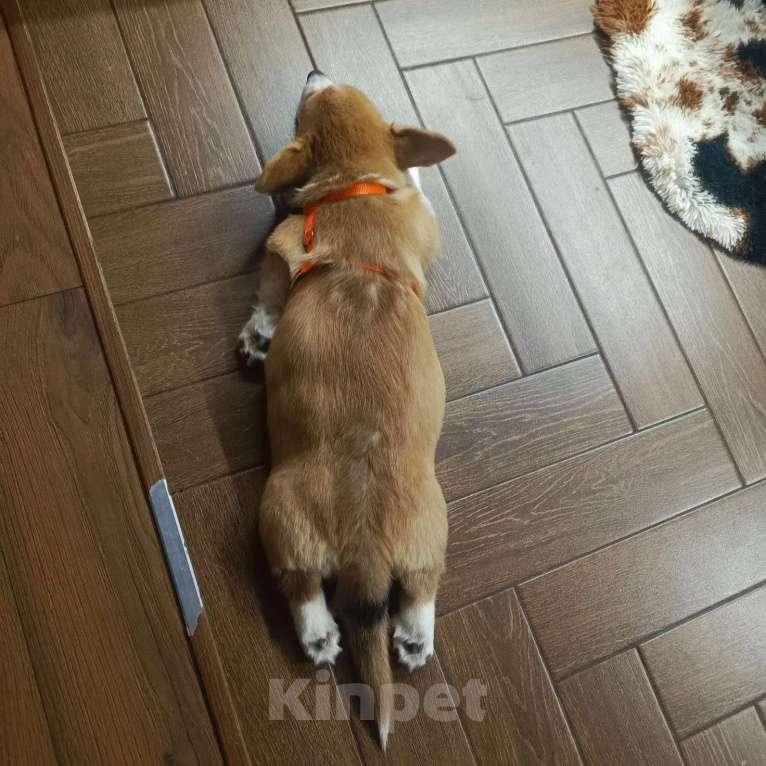 Собаки в Краснодаре: Щенок девочка Девочка, Бесплатно - фото 4