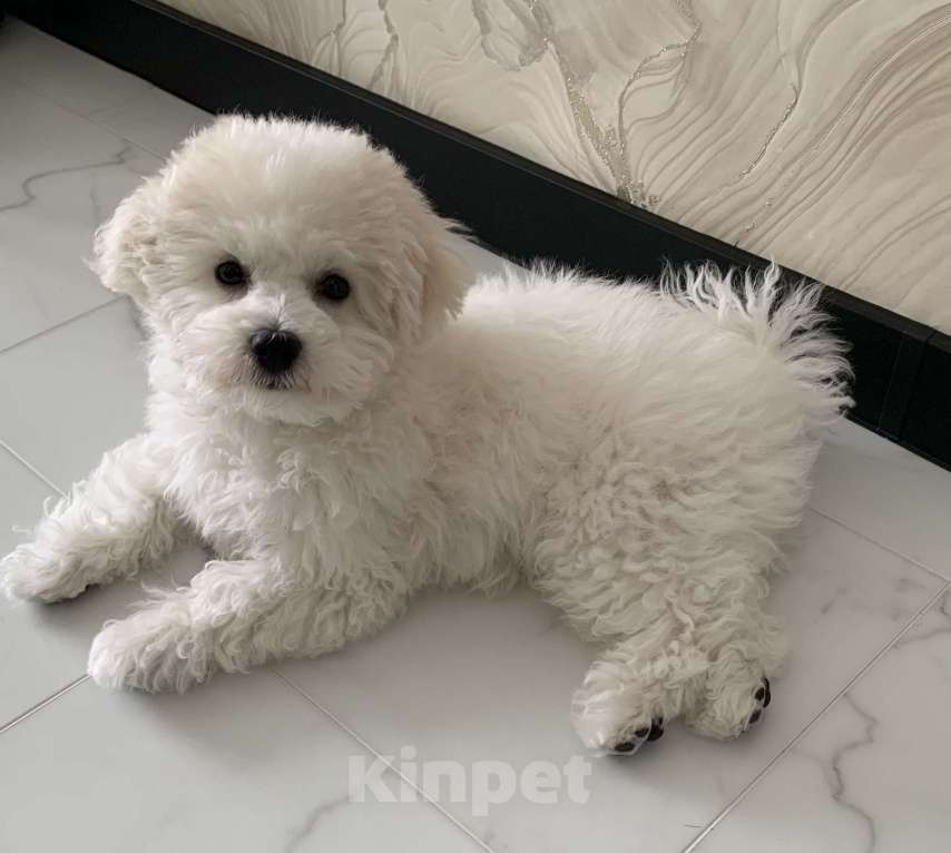 Собаки в Барнауле: Бишон фризе щенок Мальчик, 40 000 руб. - фото 1