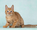 Кошки в Москве: Кото-девочки Ницу и Трес, ласковые солнышки в добрые руки Девочка, 10 руб. - фото 7