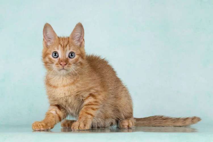 Кошки в Москве: Кото-девочки Ницу и Трес, ласковые солнышки в добрые руки Девочка, 10 руб. - фото 7