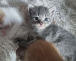 Кошки в Ростове-на-Дону: Отдам бесплатно котёнка мальчика, Ростов-на-Дону Мальчик, Бесплатно - фото 3