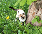 Кошки в Нижнем Новгороде: Потерялась кошка!!!  Девочка, Бесплатно - фото 2