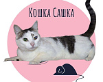 Кошки в Пушкино: До жути невезучая кошка Сашка Девочка, 1 руб. - фото 1