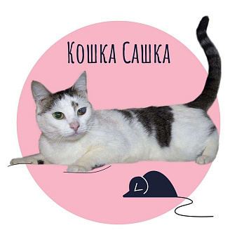 Объявление: До жути невезучая кошка Сашка, 1 руб., Пушкино