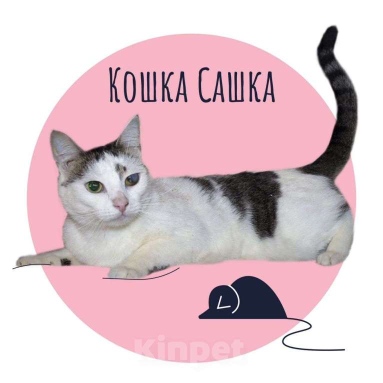 Кошки в Пушкино: До жути невезучая кошка Сашка Девочка, 1 руб. - фото 1