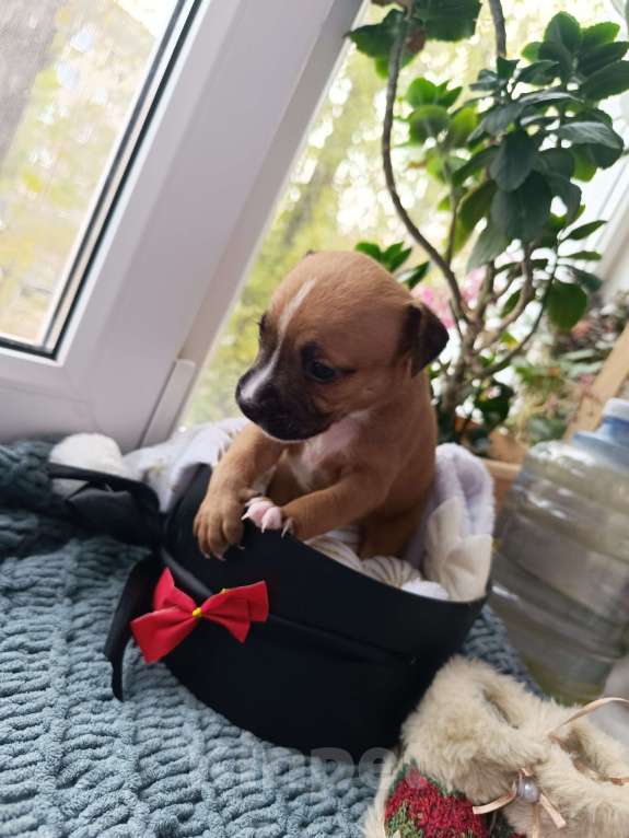 Собаки в Воронеже: Девочка от шикарных родителей питов Девочка, 10 000 руб. - фото 3