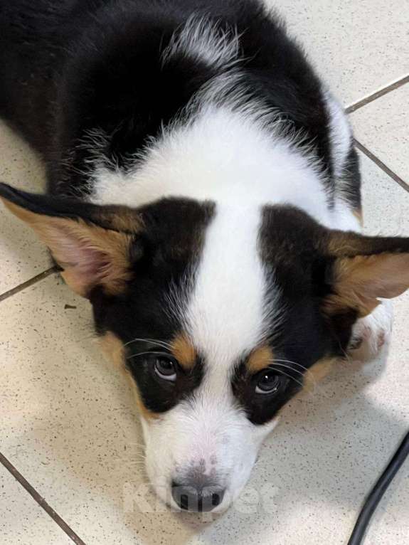 Собаки в Москве: Щенок Вельш-Корги-Кардиган Мальчик, 45 000 руб. - фото 2