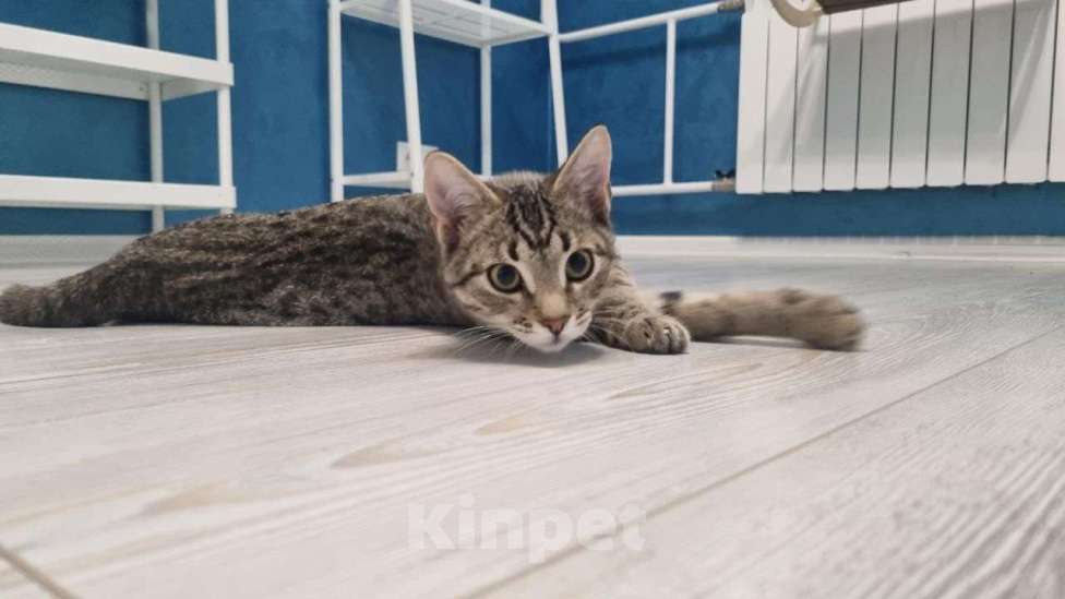 Кошки в Москве: Сина и Жан  Девочка, Бесплатно - фото 6