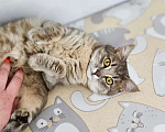 Кошки в Москве: Кошечка Мисти ищет компанию для совместного проживания. Девочка, Бесплатно - фото 1