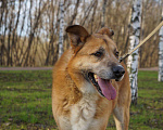 Собаки в Москве: Собака Боця в добрые руки, 8 руб. - фото 3