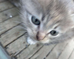 Кошки в Кудымкаре: Котята живут на улице, Бесплатно - фото 3