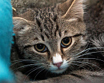 Кошки в Новохоперске: Максик в добрые руки, Бесплатно - фото 1
