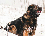 Собаки в Москве: Шикарный леонбергер Бруно в дар Мальчик, Бесплатно - фото 4