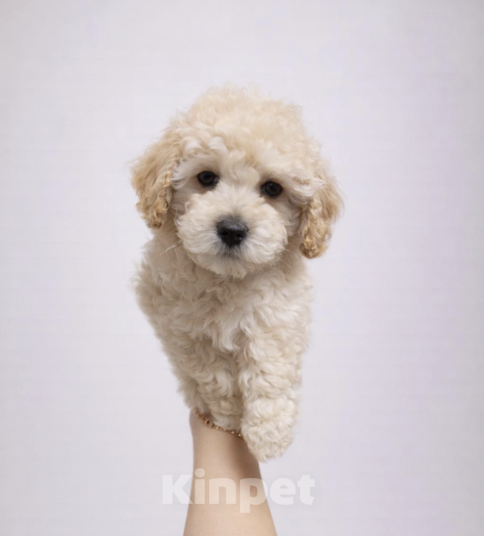 Собаки в Москве: Щенок мальтипу ф1 мальчик Мальчик, 85 000 руб. - фото 1