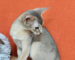Кошки в Ставрополе: Кошечка Аби elegant pet Девочка, 45 000 руб. - фото 9