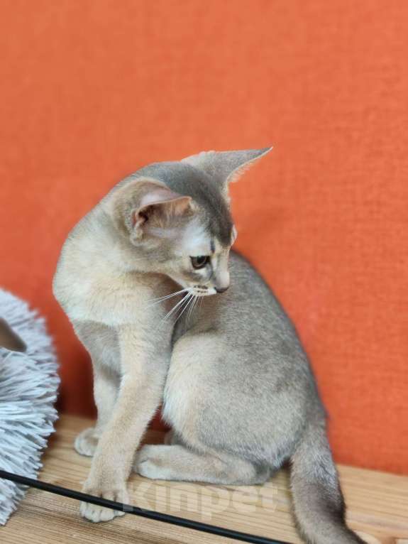 Кошки в Ставрополе: Кошечка Аби elegant pet Девочка, 45 000 руб. - фото 9