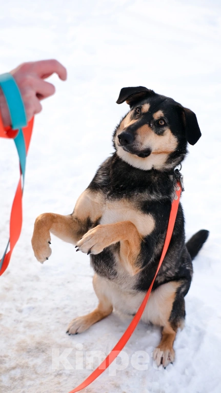 Собаки в Санкт-Петербурге: Киви из приюта в добрые руки Девочка, Бесплатно - фото 9