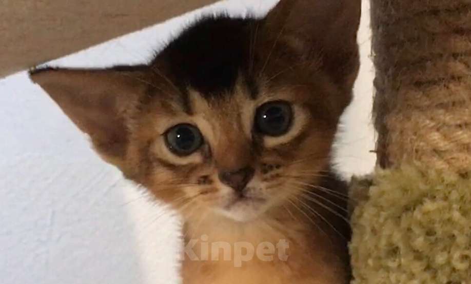 Кошки в Верее: Абиссинский чистокровный котенок Девочка, 30 000 руб. - фото 1
