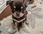 Собаки в Краснодаре: Чихуахуа Мальчик, 50 000 руб. - фото 5