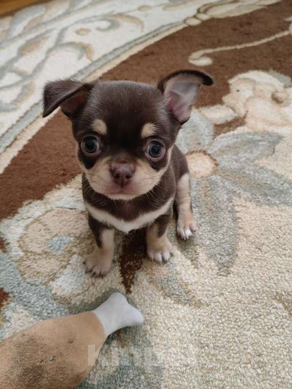 Собаки в Краснодаре: Чихуахуа Мальчик, 50 000 руб. - фото 5