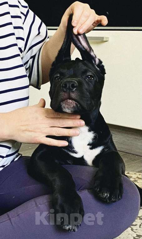 Собаки в Тюмени: Кане-Корсо, щенки Разнополые, 50 000 руб. - фото 2