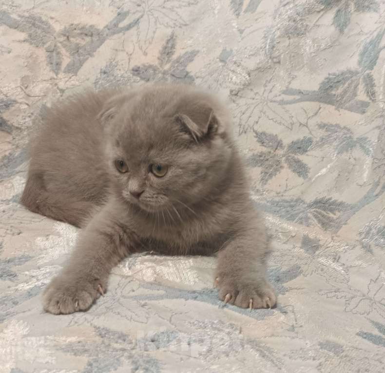 Кошки в Москве: Вислоухий котенок лилового окраса Мальчик, 25 000 руб. - фото 8