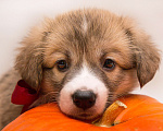 Собаки в Кемерово: Красивые породные щенки вельш корги пемброк от родителей чемпионов  Девочка, 70 000 руб. - фото 3