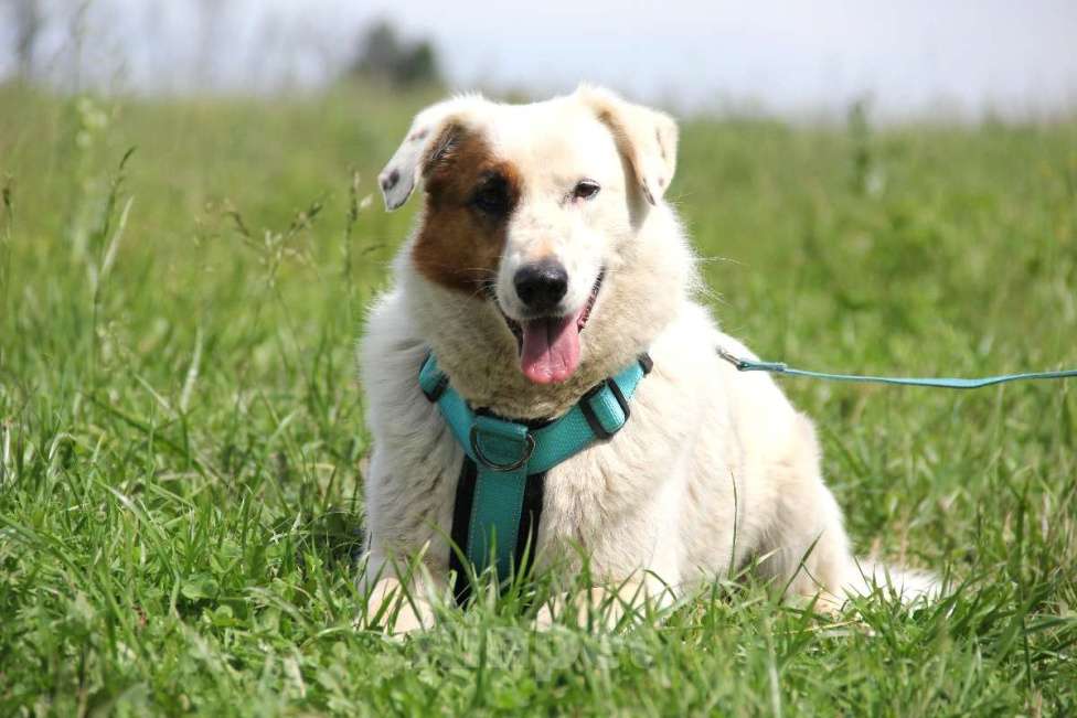 Собаки в Москве: Ромашка Девочка, Бесплатно - фото 3