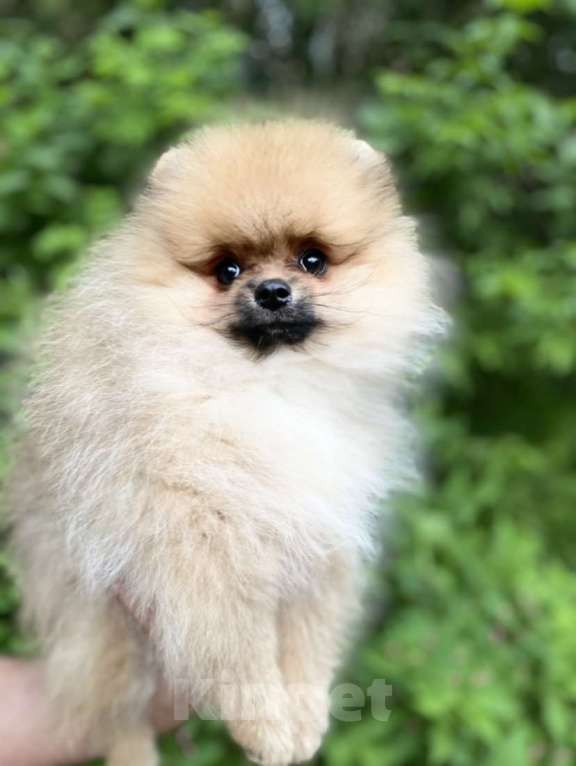 Собаки в Нижнем Новгороде: Щенки шпица Мальчик, 30 000 руб. - фото 3