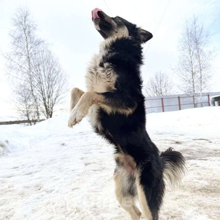 Собаки в других городах Московской области: Привет Мальчик, Бесплатно - фото 2
